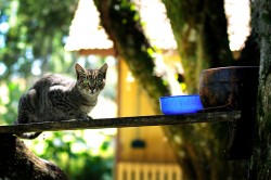 Meu olhar | My view
